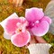 Hawaiian Flower Hair Clip Fabric Artificial Flower Alligator Hair Clip